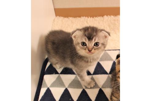 成約済の大阪府のスコティッシュフォールド-7177